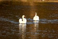 Two white swans swimming peacefully in middle of calm river creating ripples on surface Royalty Free Stock Photo