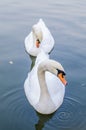 Two white swans swims in a pond together. Closeup