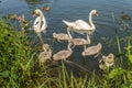 Two white swans with their children swimming in a pond Royalty Free Stock Photo