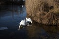 Two white Swans with their heads under water Royalty Free Stock Photo