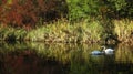 Two White swans Royalty Free Stock Photo