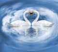 two white swans on the water as a symbol of love Royalty Free Stock Photo