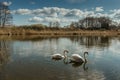 Two white swans water scene. Beautiful wild swans swimming in the lake. Swans on the water in spring day. Spring sunny day water