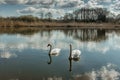 Two white swans water scene. Beautiful wild swans swimming in the lake. Swans on the water in spring day. Spring sunny day water