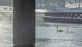 Two white swans water scene. Spring sunny day water reflection. Swan in wild nature. Elegant white bird. Royalty Free Stock Photo