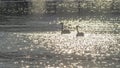 Two white swans water scene. Spring sunny day water reflection. Swan in wild nature. Elegant white bird. Royalty Free Stock Photo