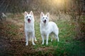 Two white Swiss sheepdogs are walking in the wood