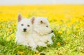 Two White Swiss Shepherd`s puppies lying on dandelion field together Royalty Free Stock Photo