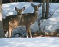 Two White tail deer standing under trees in winter Royalty Free Stock Photo