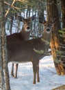 Two White tail deer standing under trees in wintertime Royalty Free Stock Photo