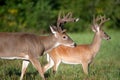 Two white-tailed deer bucks Royalty Free Stock Photo