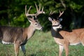 Two white-tailed deer bucks Royalty Free Stock Photo