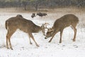 Two White-tailed Deer Bucks Fighting Each Other On A Snowy Day
