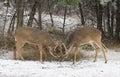 Two White-tailed Deer Bucks Fighting Each Other On A Snowy Day