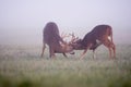 Two White-tailed Deer Bucks In Fog