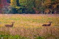 Two white-tailed deer bucks (odocoileus virginianus) standing in a soybean field in September Royalty Free Stock Photo