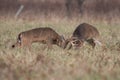 Two White-tailed Deer Bucks Sparring