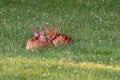 Two white-tailed deer fawns bedded down Royalty Free Stock Photo