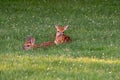 Two white-tailed deer fawns bedded down Royalty Free Stock Photo