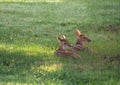 Two white-tailed deer fawns bedded down Royalty Free Stock Photo