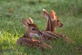 Two white-tailed deer fawns bedded down Royalty Free Stock Photo