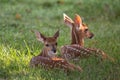 Two white-tailed deer fawns bedded down Royalty Free Stock Photo