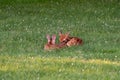 Two white-tailed deer fawns bedded down Royalty Free Stock Photo