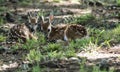 Two white tailed deer fawns laying in green grass. Royalty Free Stock Photo