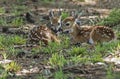 Two white tailed deer fawns laying in green grass. Royalty Free Stock Photo