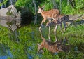 Two White tailed deer fawns reflections in water. Royalty Free Stock Photo