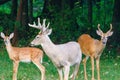 Two White-tailed deer bucks with velvet antlers and a fawn Royalty Free Stock Photo