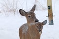 Two white-tailed deer Odocoileus virginianus in winter Royalty Free Stock Photo