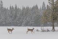 Two White tailed deer running across ice and lake and snow in wi Royalty Free Stock Photo