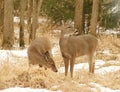 Two White-tailed Deer In Snowy Clearing