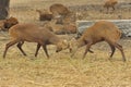 Two deers sparring in a zoo.