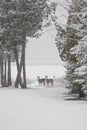 Two White tailed deer standing on frozen shore of lake huron in Royalty Free Stock Photo