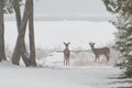 Two White tailed deer standing on frozen shore of lake huron in Royalty Free Stock Photo