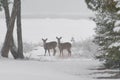 Two White tailed deer standing on frozen shore of lake huron and Royalty Free Stock Photo