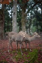 Two white-tailed deer standing side by side in a lush green forest of trees Royalty Free Stock Photo