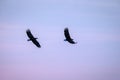 Two white-tailed eagles in flight, eagle flying against colorful sky with clouds in Hokkaido, Japan, silhouette of eagle at sunris Royalty Free Stock Photo