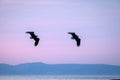 Two white-tailed eagles in flight, eagle flying against colorful sky with clouds in Hokkaido, Japan, silhouette of eagle at sunris