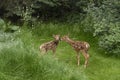 Two young white-tailed fawn deer touching each other with their noses. Royalty Free Stock Photo