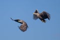 Two white tailed sea eagles fighting for a fish off the coast of the isle of Mull Royalty Free Stock Photo