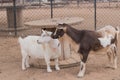 Two, white and tan male, and all white female bearded, blue eyes, standing Nigerian dwarf pet goats, friendly relations, mother an