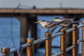 Two greater crested tern & x28;Thalasseus bergii& x29; are sitting on the railing of the sea pier in the arch and looking forward