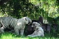 Two white tigers fighting. Bali, Indonesia. Royalty Free Stock Photo