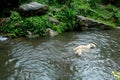 Two white tigers swim in a lake in the jungles of Asia Royalty Free Stock Photo