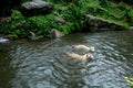 Two white tigers swim in a lake in the jungles of Asia Royalty Free Stock Photo