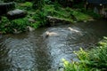 Two white tigers swim in a lake in the jungles of Asia Royalty Free Stock Photo