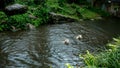 Two white tigers swim in a lake in the jungles of Asia Royalty Free Stock Photo